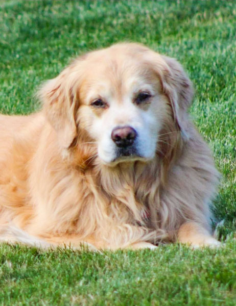 close up of golden retriever laying in grass